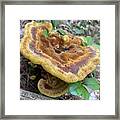 Majestic Mushrooms #12 Framed Print