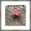 Majestic Mushrooms #53 Framed Print