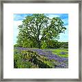 Majestic Oak Framed Print