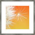 Make A Wish - On Orange And Yellow Framed Print