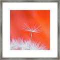Make A Wish - On Red Framed Print