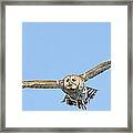 Male Barred Owl In Flight Framed Print