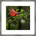Male Cardinal Framed Print