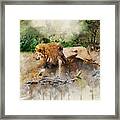 Male Lion Framed Print