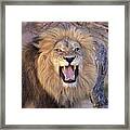 Male Lion Snarling Framed Print