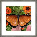 Male Queen Butterfly Framed Print