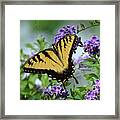 Male Tiger Swallowtail Framed Print