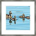 Mallard And Ducklings Framed Print