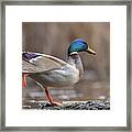 Mallard Stretching Framed Print