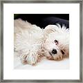 Maltese Dog Framed Print