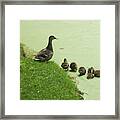 Mama And Ducklings Framed Print