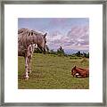 Mamma And Foal Framed Print