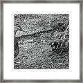 Mamma Duck And Babies Framed Print