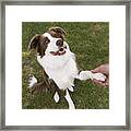 Man Holding Paw Of Border Collie, Elevated View Framed Print