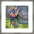 Mandarin Duck Framed Print
