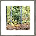 Manesty Woods, The Lake District, England, Uk Framed Print