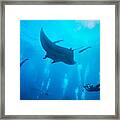 Manta Ray Swimming In Blue Water Framed Print