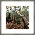 Maple Leaves On A Tree Branch In Autumn. Fall Season In A Forest. Framed Print