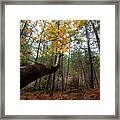 Maple Tree With Yellow Leaves In Autumn In A Forest . Troodos Cyprus Framed Print