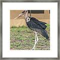 Marabou Stork 1 In Tanzania Framed Print