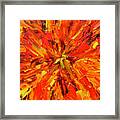 Marigold Inspiration 1 Framed Print