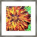 Marigold Inspiration 4 Framed Print