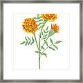 Marigold October Birth Month Flower Botanical Print On White - Art By Jen Montgomery Framed Print