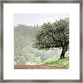 Marilla Tree Framed Print