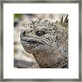 Marine Iguana Close-up Framed Print