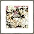 Marmots Framed Print