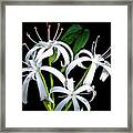 Marsh Lily Framed Print