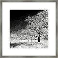 Master Of The Hill Ap Framed Print