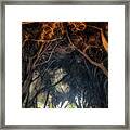 Mateus - Inside The Cypress Tunnel Framed Print