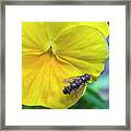 Mating Sweat Bee's On A  Pansy Framed Print