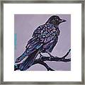 Mauve Crow Framed Print