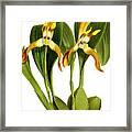 Maxillaria Luteo Alba Orchid Framed Print