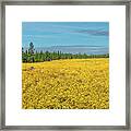 Meadow Of Yellow Wildflowers Framed Print