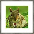Meal Time For The Squirrel Framed Print