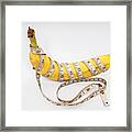 Measure Tape And Banana Size Matters Framed Print