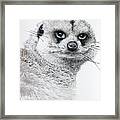 Meerkat, Mixed Media. Framed Print