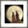 Meerkat Moon Framed Print