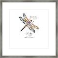 Meganuera Dragonfly Framed Print