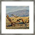 Mesquite Framed Print