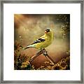 Midday Goldfinch Framed Print