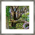 Middleton Oak Tree Framed Print