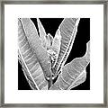 Milkweed Black And White Framed Print