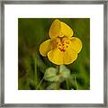 Yellow Monkeyflower, Wildflower, Portrait Framed Print