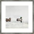 Minimalist Mallard Ducks Framed Print