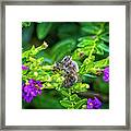 Mining Bee In Mexican Heather Framed Print