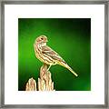 Miss Finch Looking Perty Framed Print